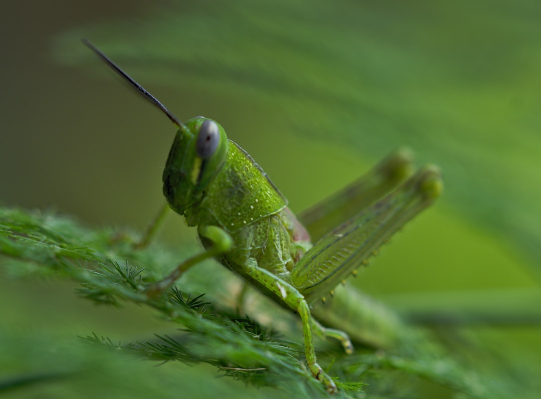 The Grasshopper Gang: Nature's Mighty Leapers (image credits: unsplash)