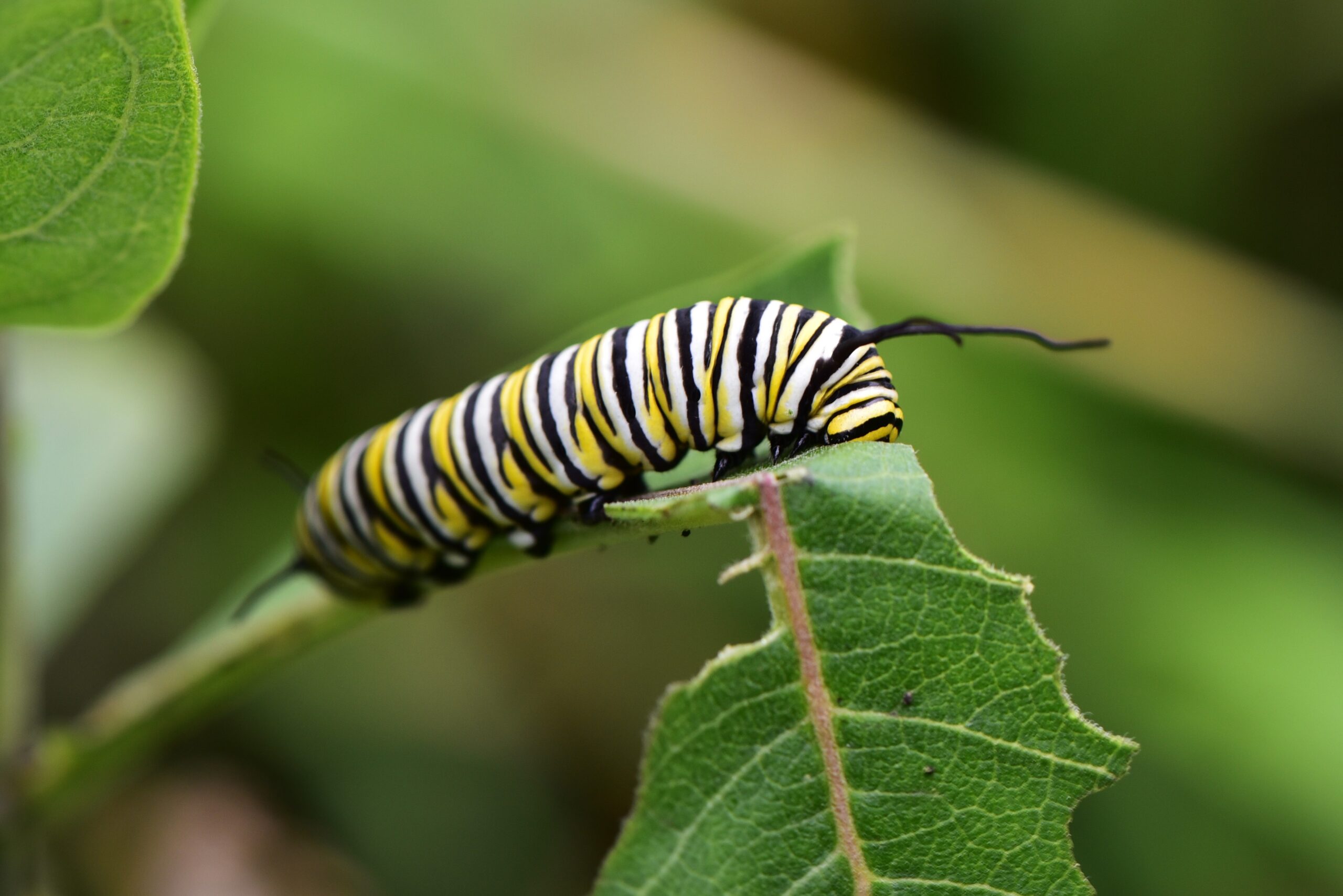 The Caterpillar from Alice in Wonderland: Nature's Ultimate Transformer (image credits: wikimedia)