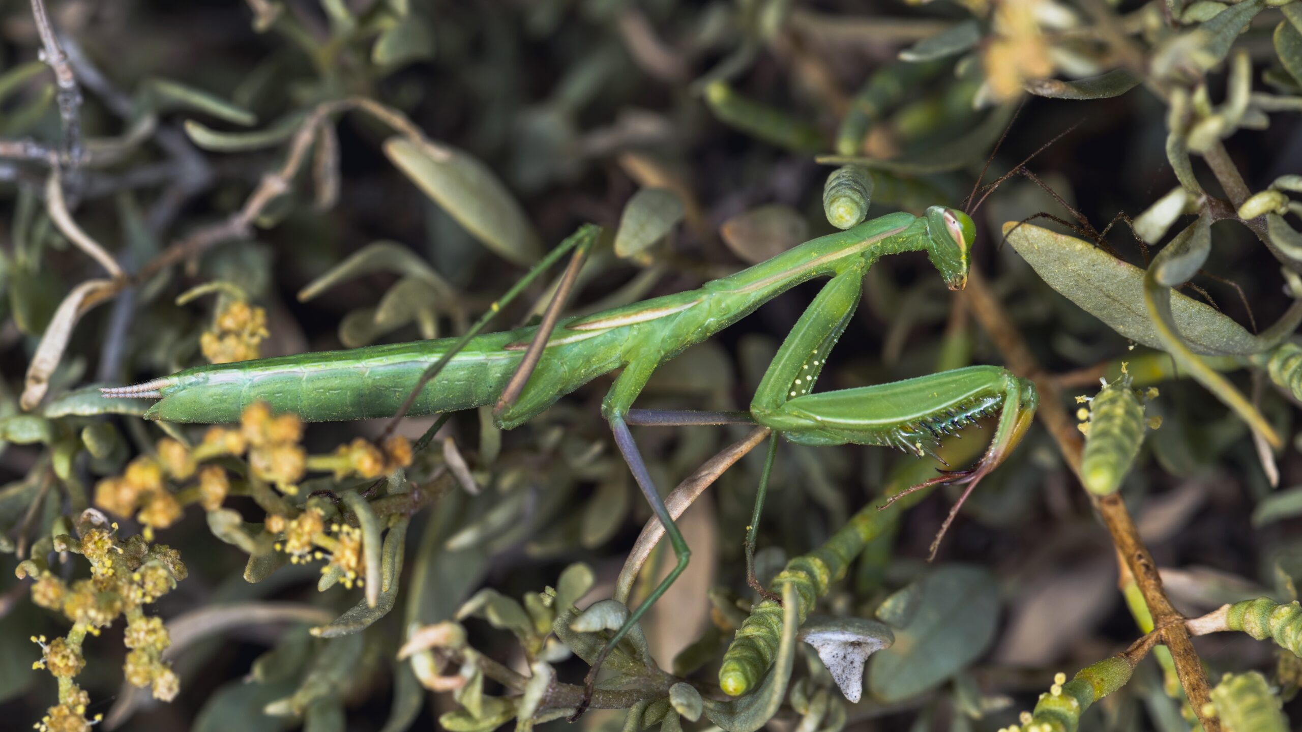 The Praying Mantis: Nature's Patient Predator (image credits: wikimedia)