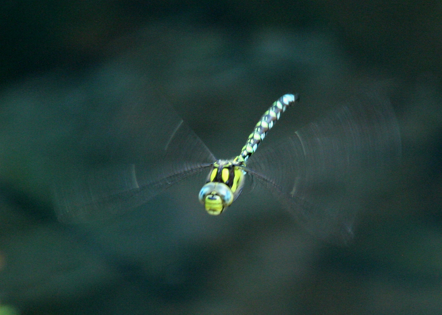 The Dragonfly: Ancient Aerial Acrobats (image credits: wikimedia)