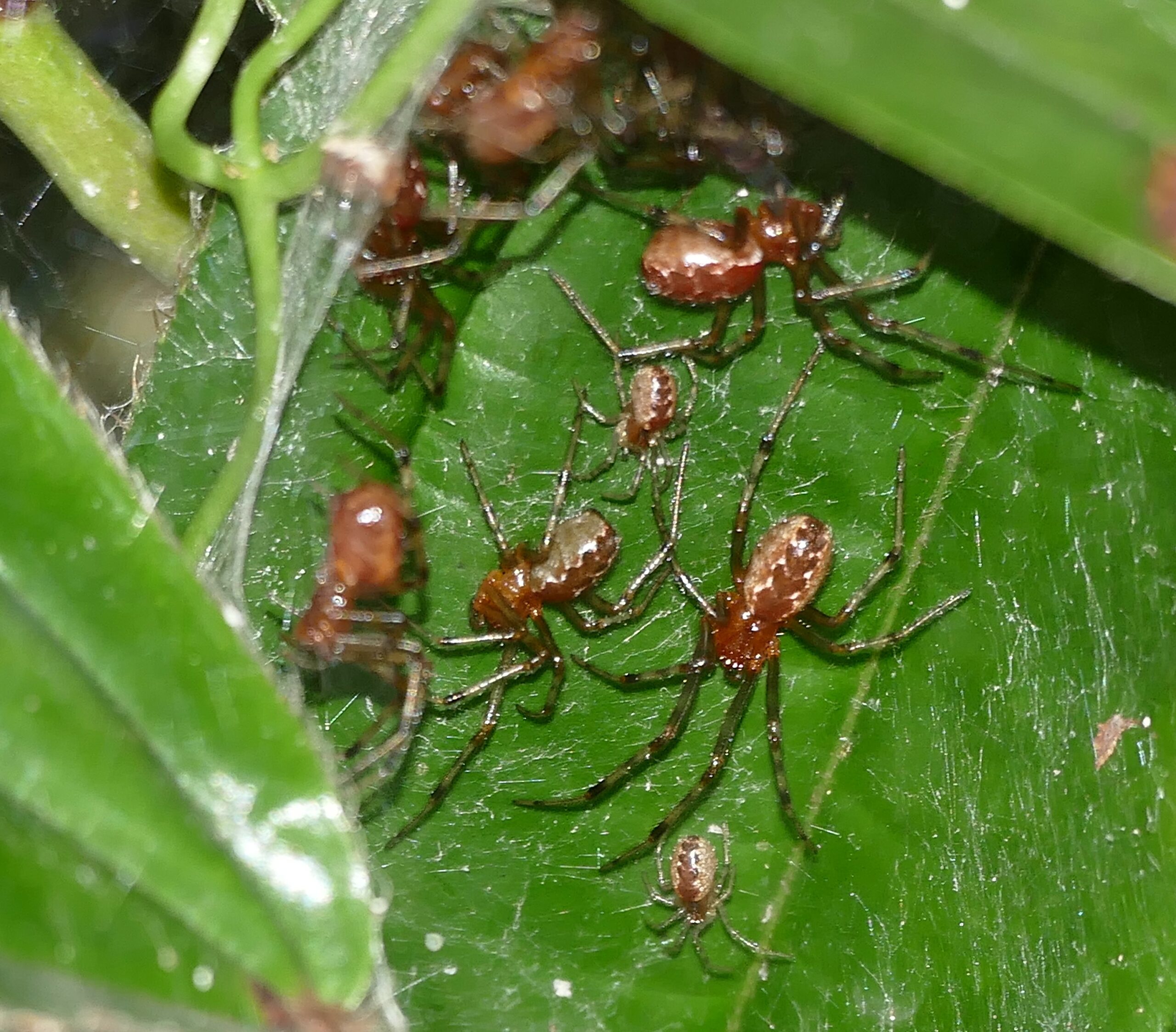 Web-Sharing Communities That Put Roommates to Shame (image credits: wikimedia)