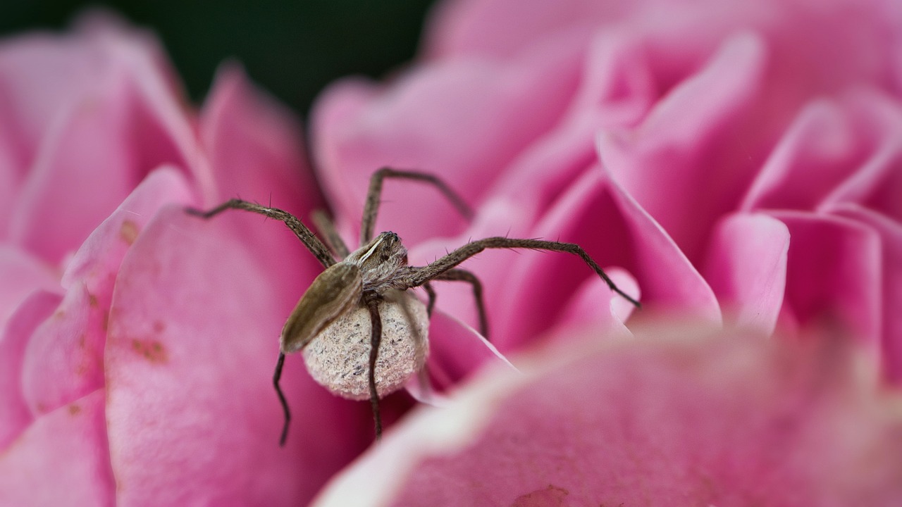 Spider Babysitting Networks That Rival Human Childcare (image credits: pixabay)