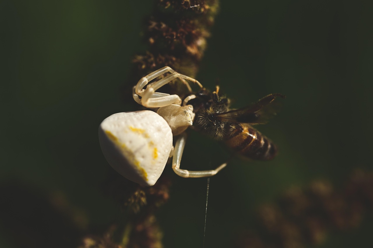 The Shocking Truth About Spider Altruism (image credits: pixabay)