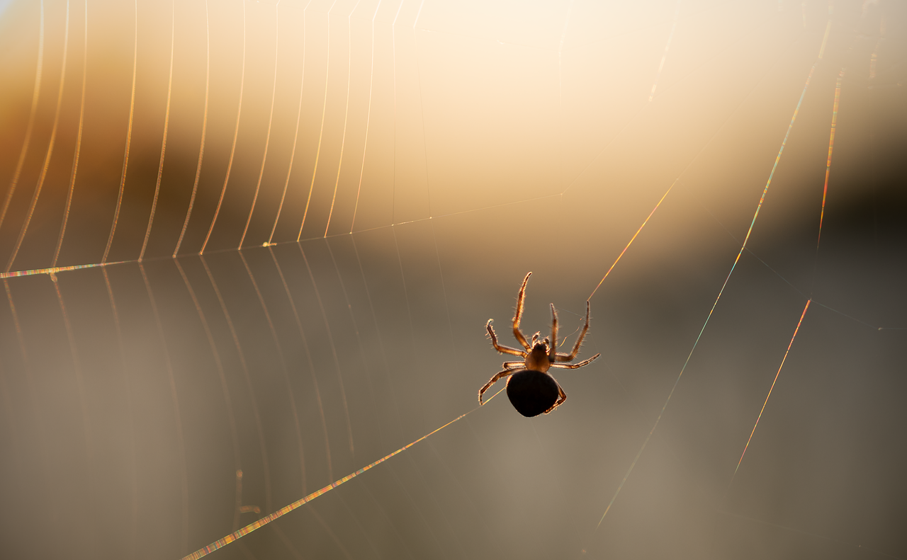 The Future of Spider Society Research (image credits: pixabay)