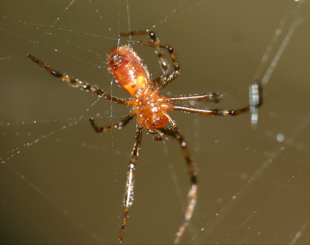 The Secret Social Lives of Spiders: More Complex Than We Knew
