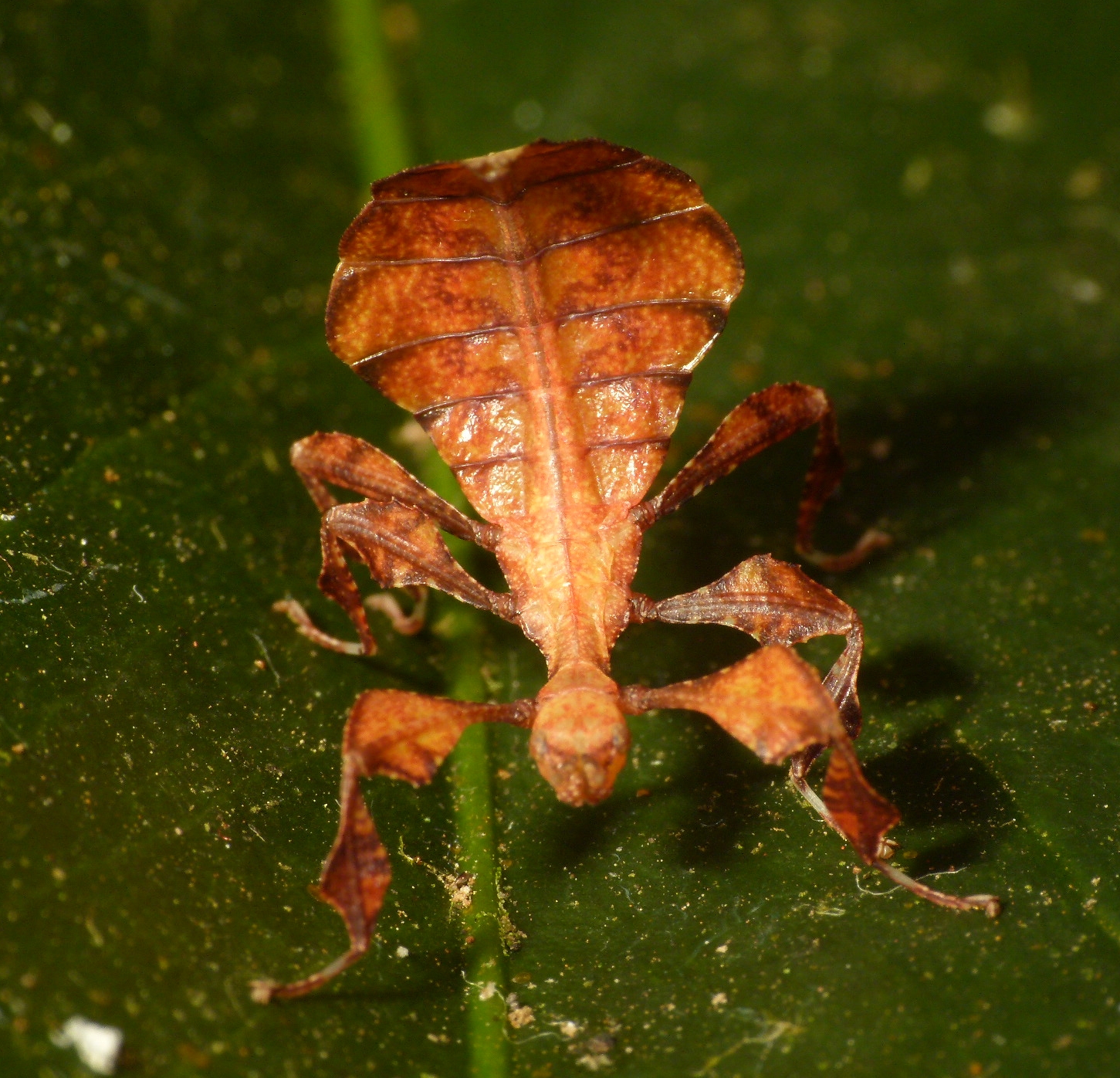 Leaf Insects: Living Plant Parts That Breathe (image credits: wikimedia)