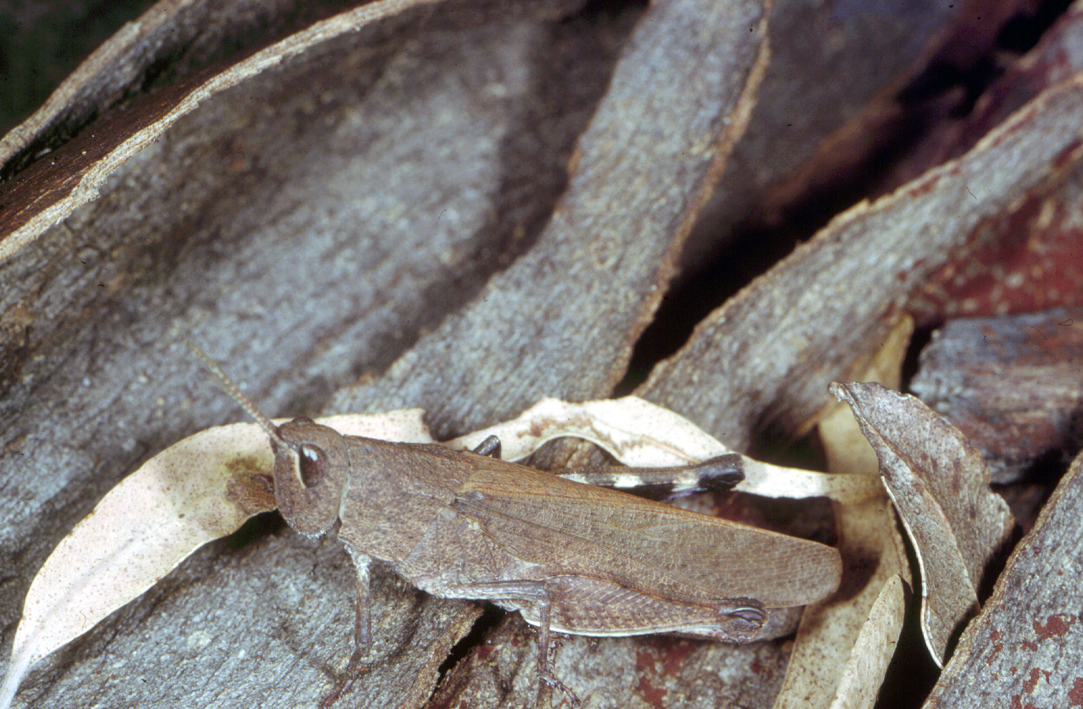 Evolutionary Arms Race in Action (image credits: wikimedia)