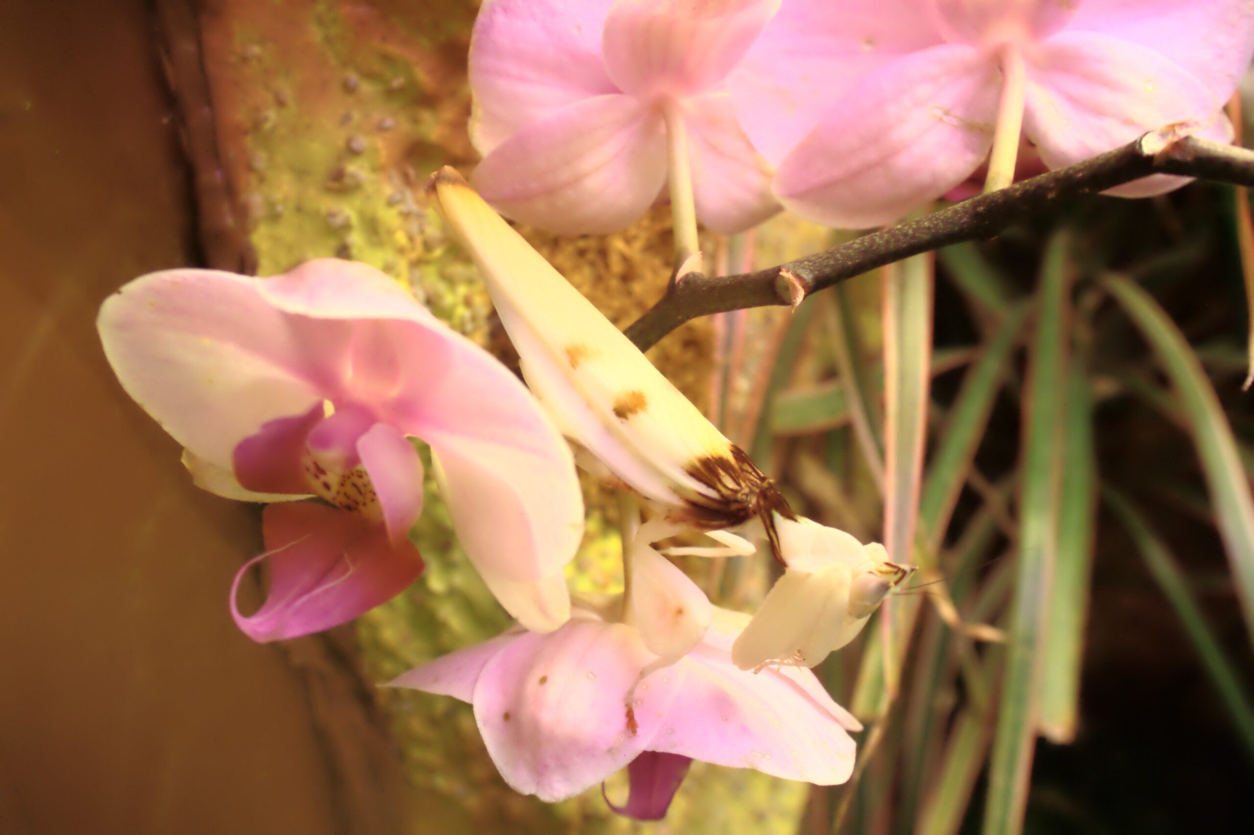 The Molecular Magic of Mimicry (image credits: wikimedia)