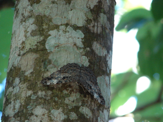 Human Inspiration from Nature's Masters (image credits: wikimedia)