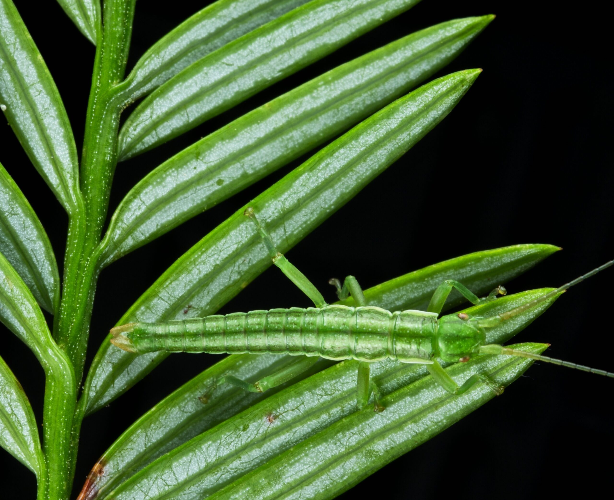 Climate Change and Camouflage Challenges (image credits: wikimedia)