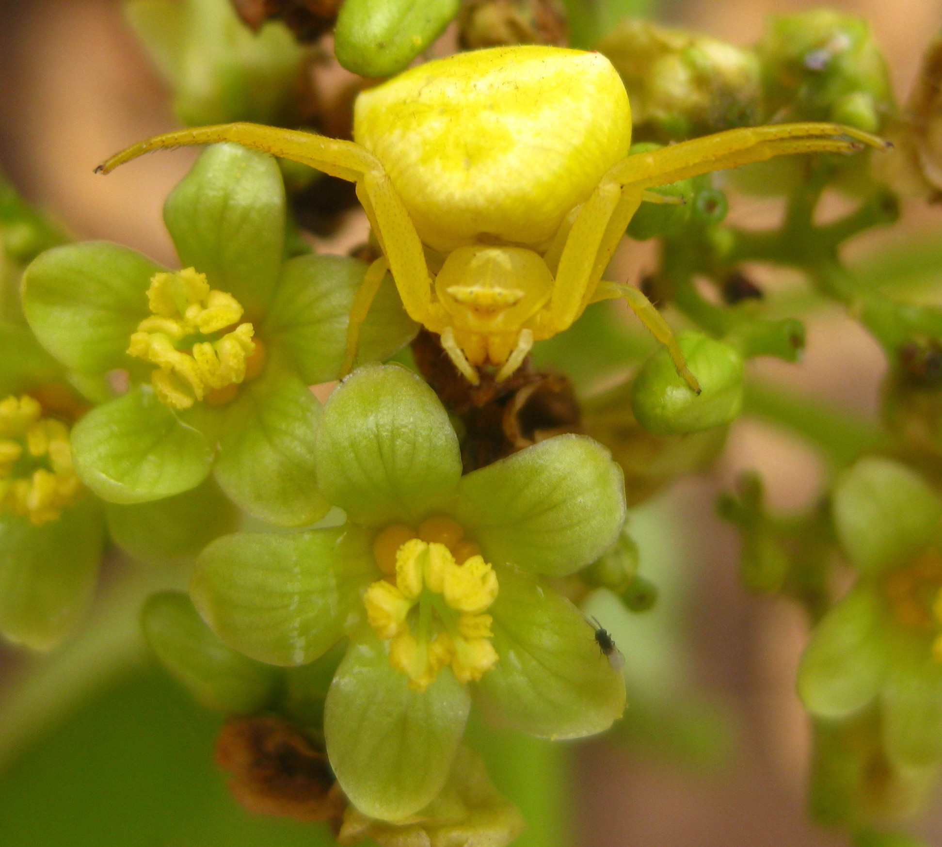 Conservation of Nature's Illusionists (image credits: wikimedia)