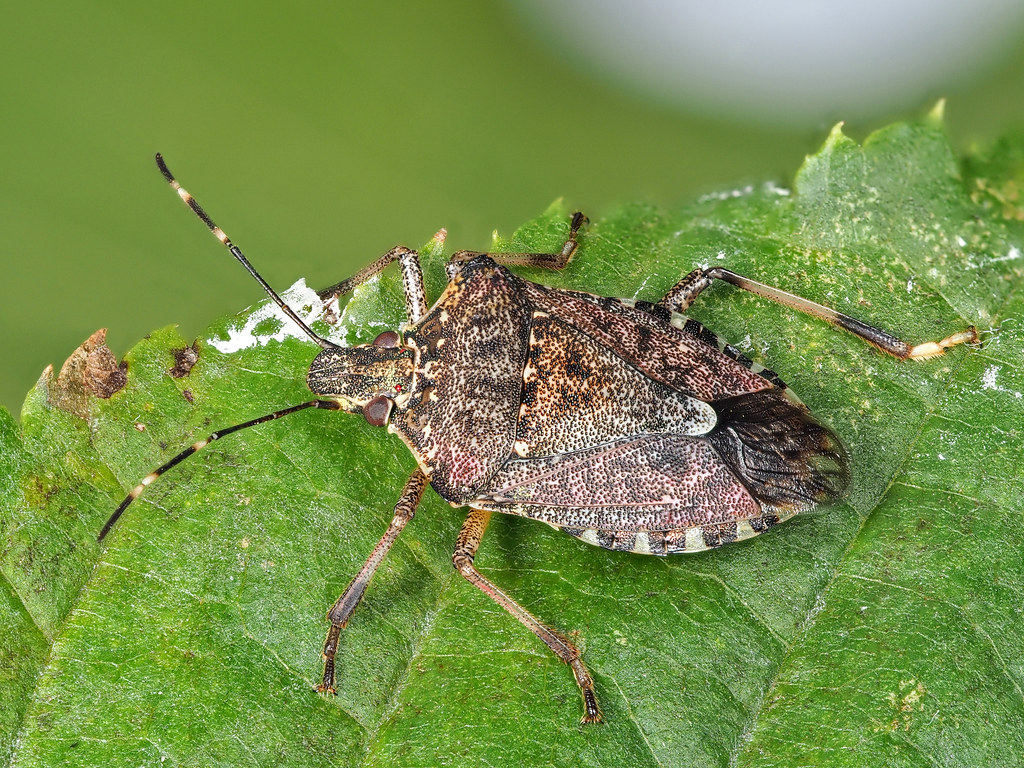 The Accidental Invasion That Changed Everything (image credits: flickr)