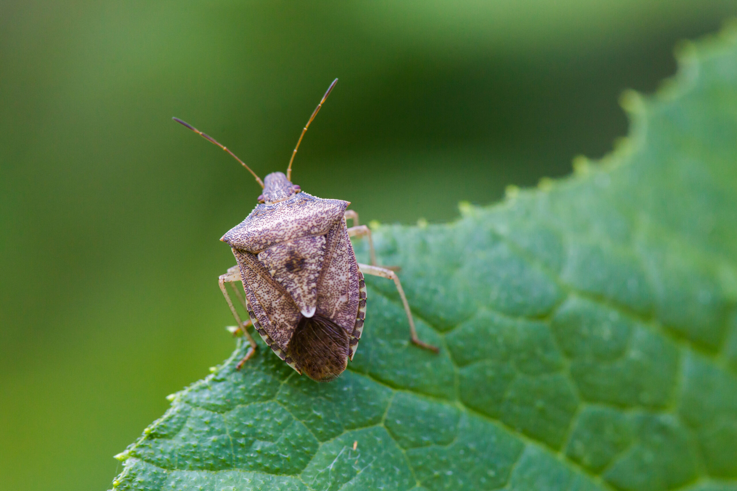 Meet the Destroyer: Physical Characteristics and Identification (image credits: wikimedia)