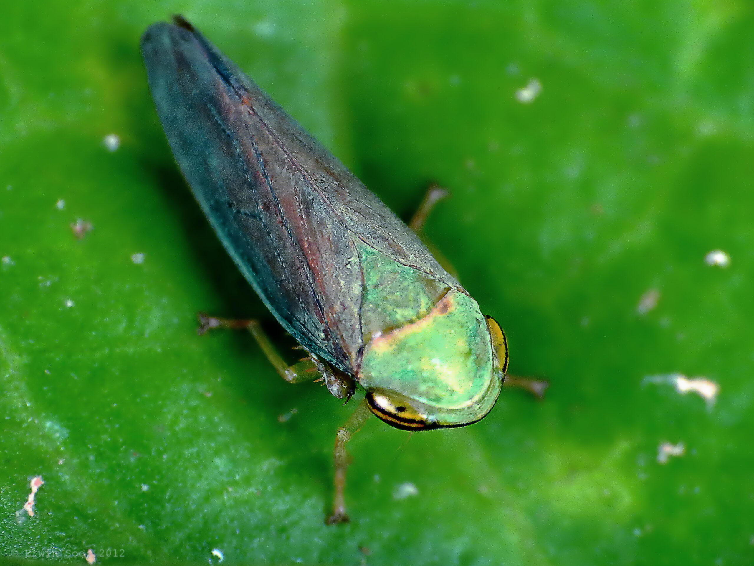 Built for Survival, Perfect for Horror (image credits: wikimedia)