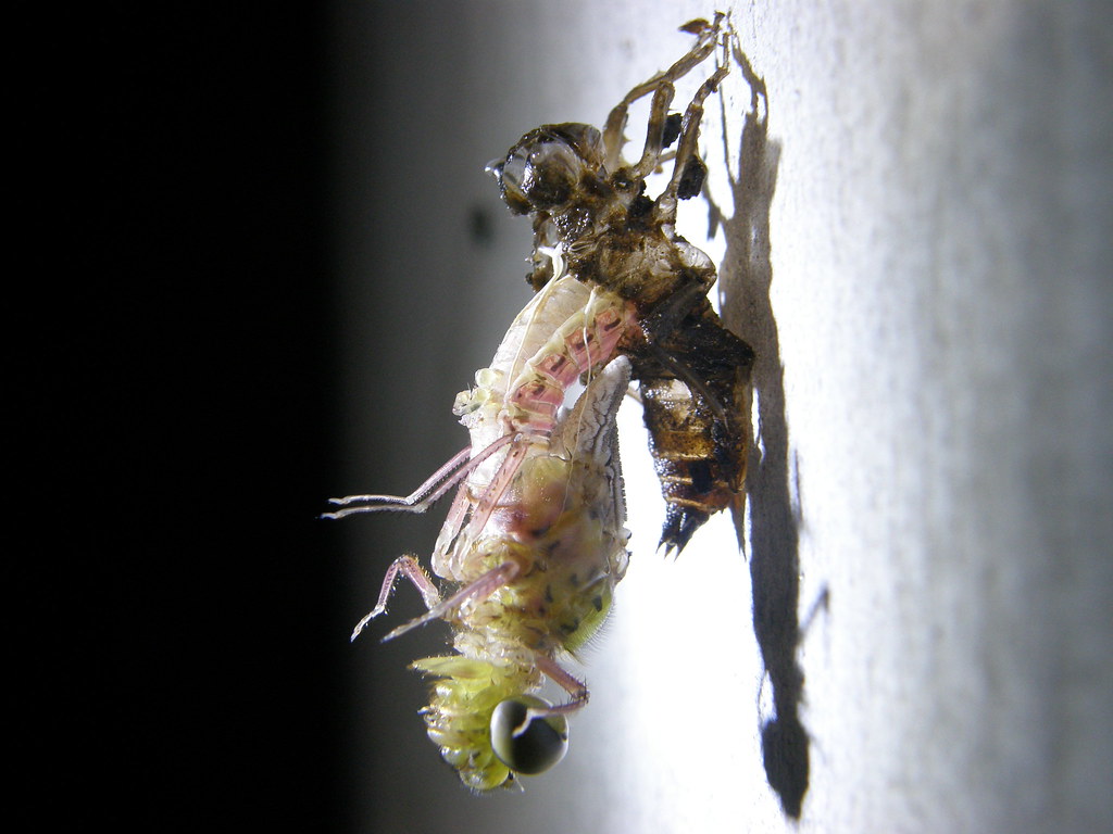 Metamorphosis as Alien Biology (image credits: flickr)