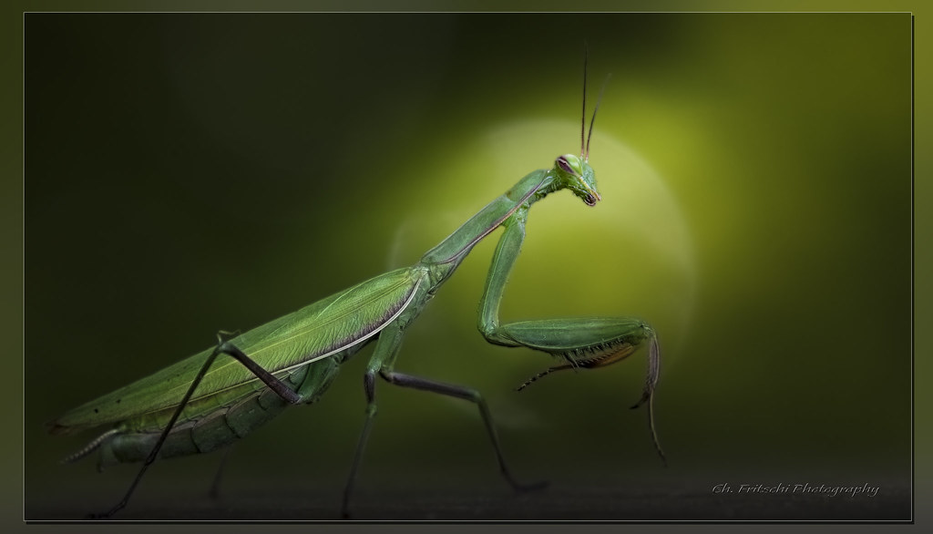 The Mirror of Our Deepest Fears (image credits: flickr)