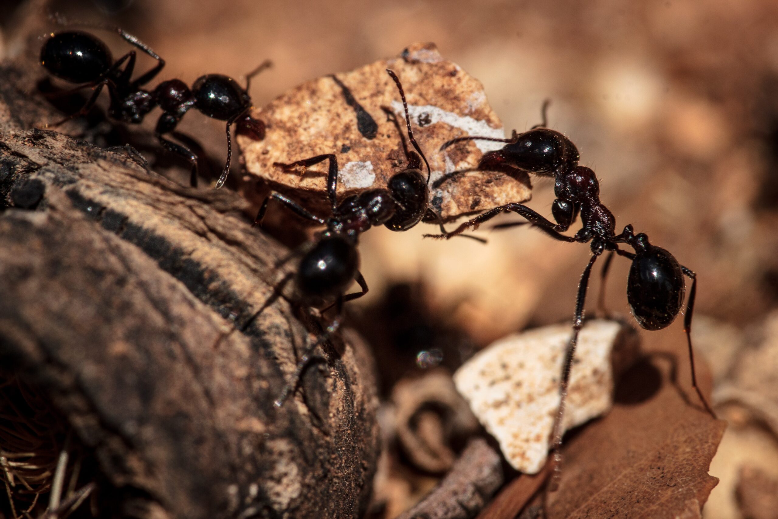 The Future of Ant Rescue Research (image credits: wikimedia)