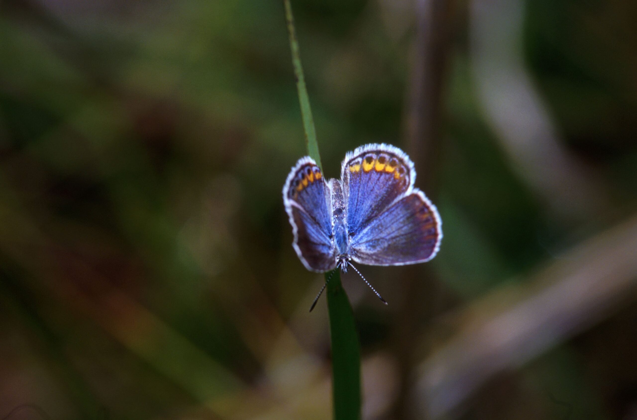 The Science Behind the Shimmering Wings (image credits: wikimedia)
