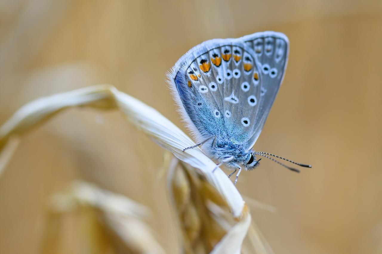 Climate Change and Shifting Seasons (image credits: pixabay)