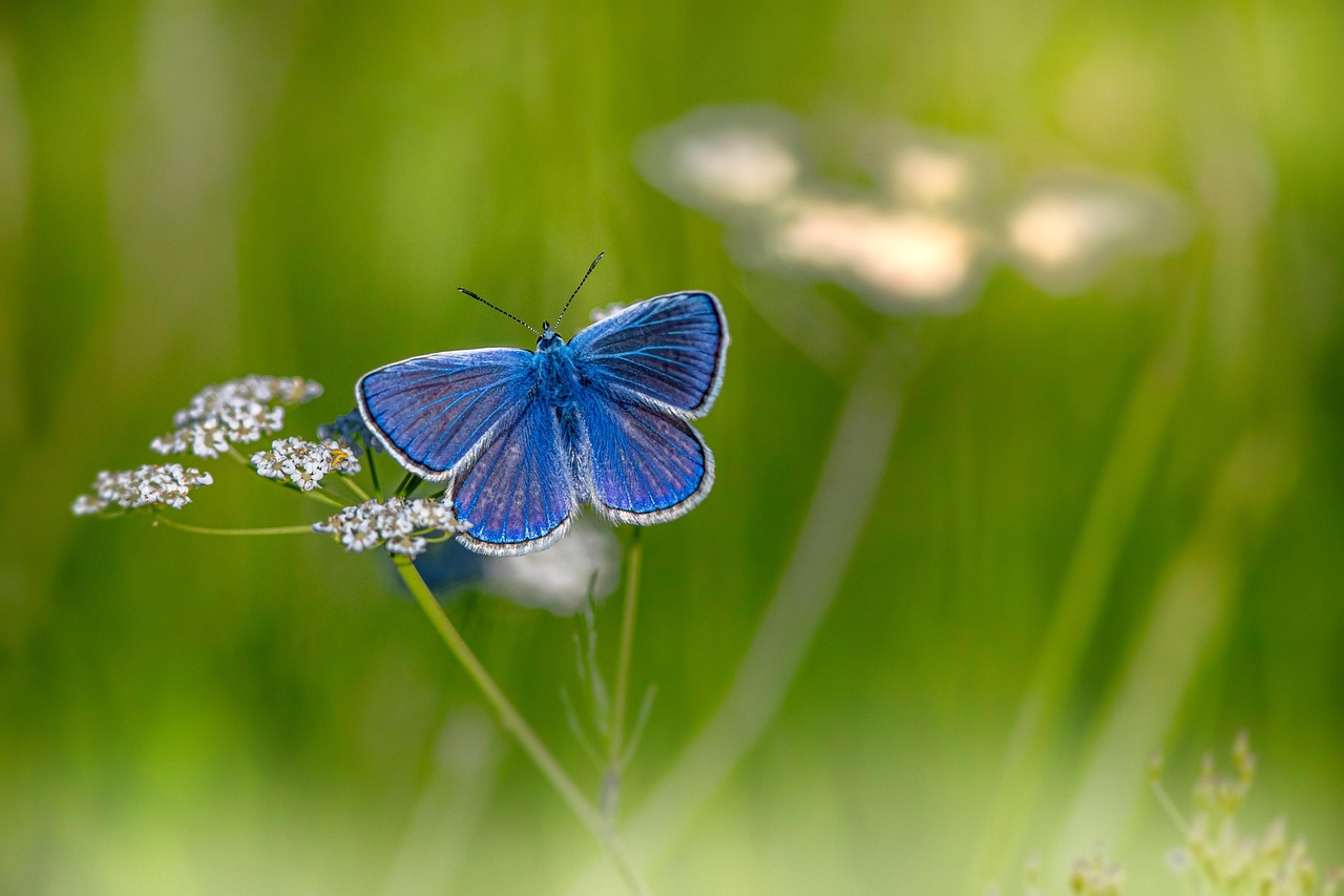 Success Stories That Inspire Hope (image credits: pixabay)