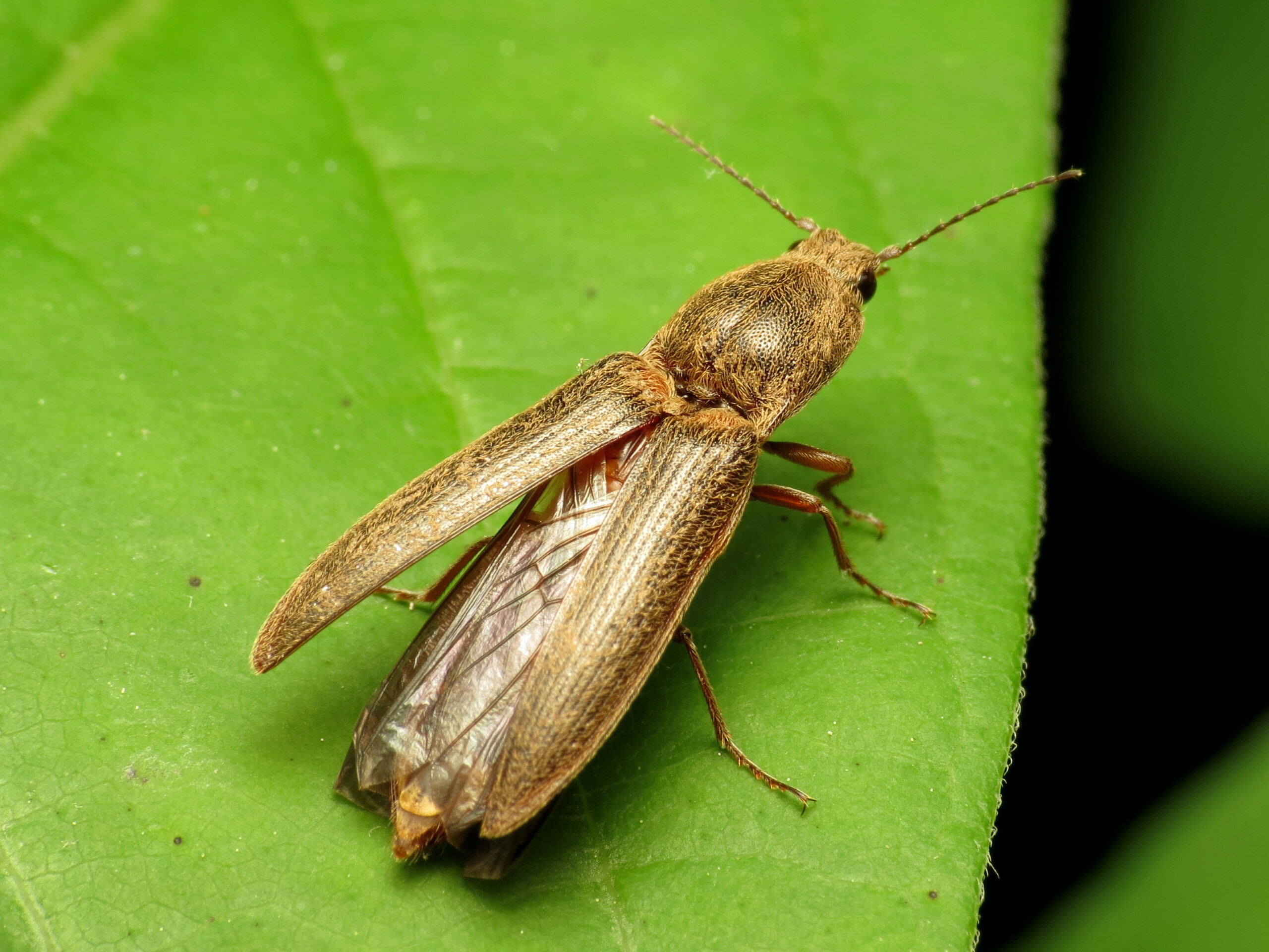 Click Beetles and Their Electric Shock Defense (image credits: wikimedia)