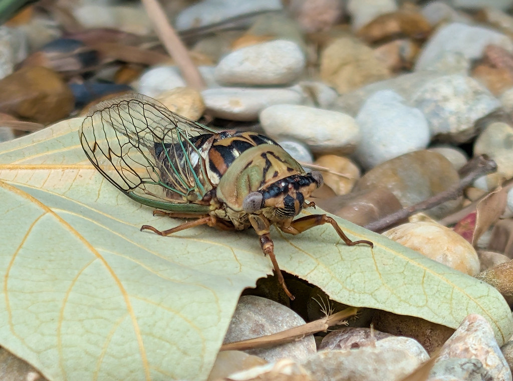 The Thunderous World of Cicadas (image credits: flickr)