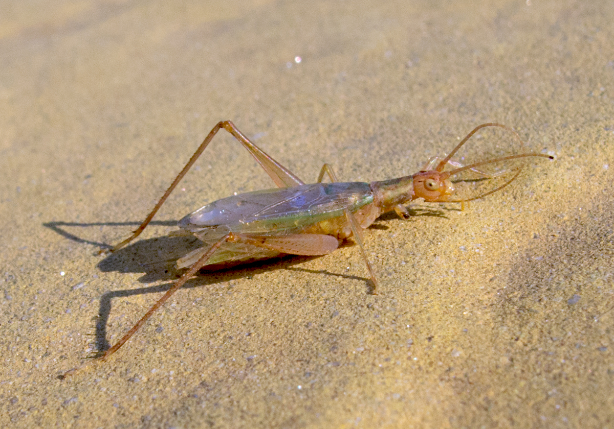 Crickets and Their Musical Precision (image credits: wikimedia)