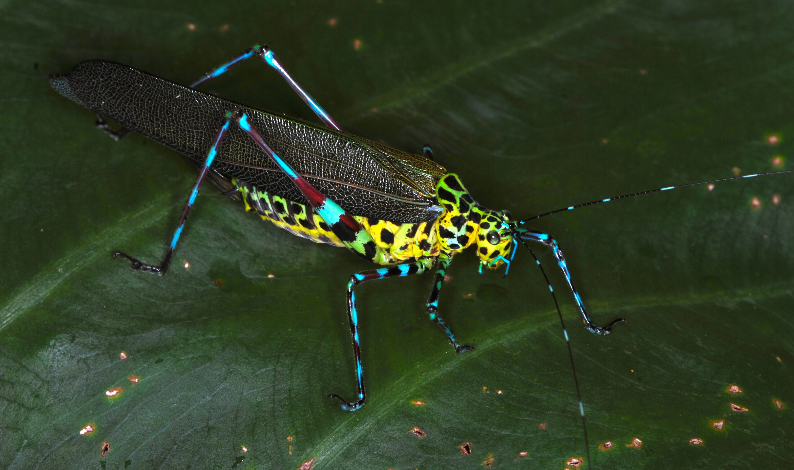 Katydids and Their High-Frequency Communications (image credits: wikimedia)
