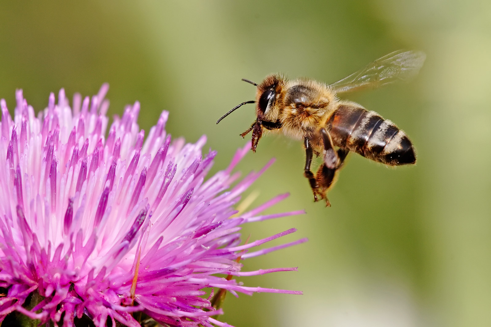 Electric Bees and Static Charge Collection (image credits: wikimedia)