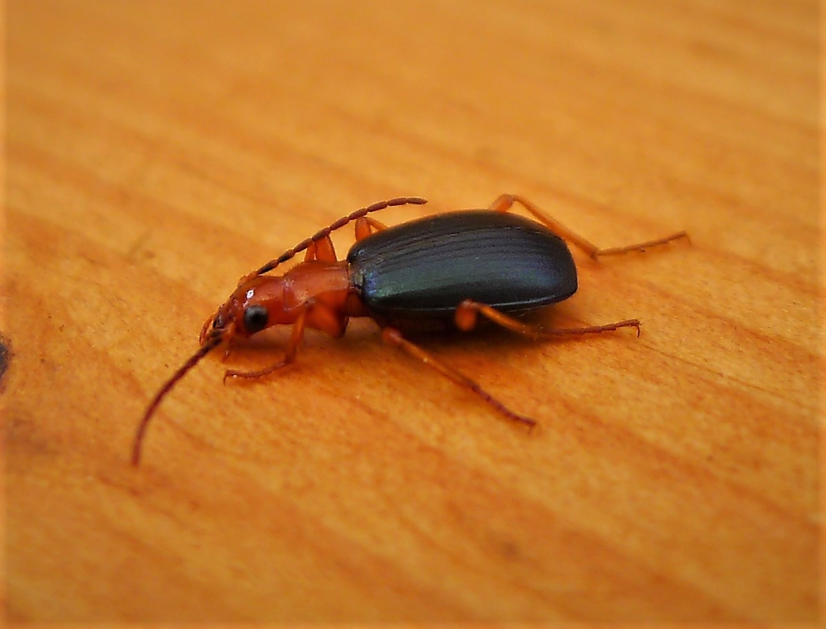 Bombardier Beetles and Their Chemical Explosions (image credits: wikimedia)