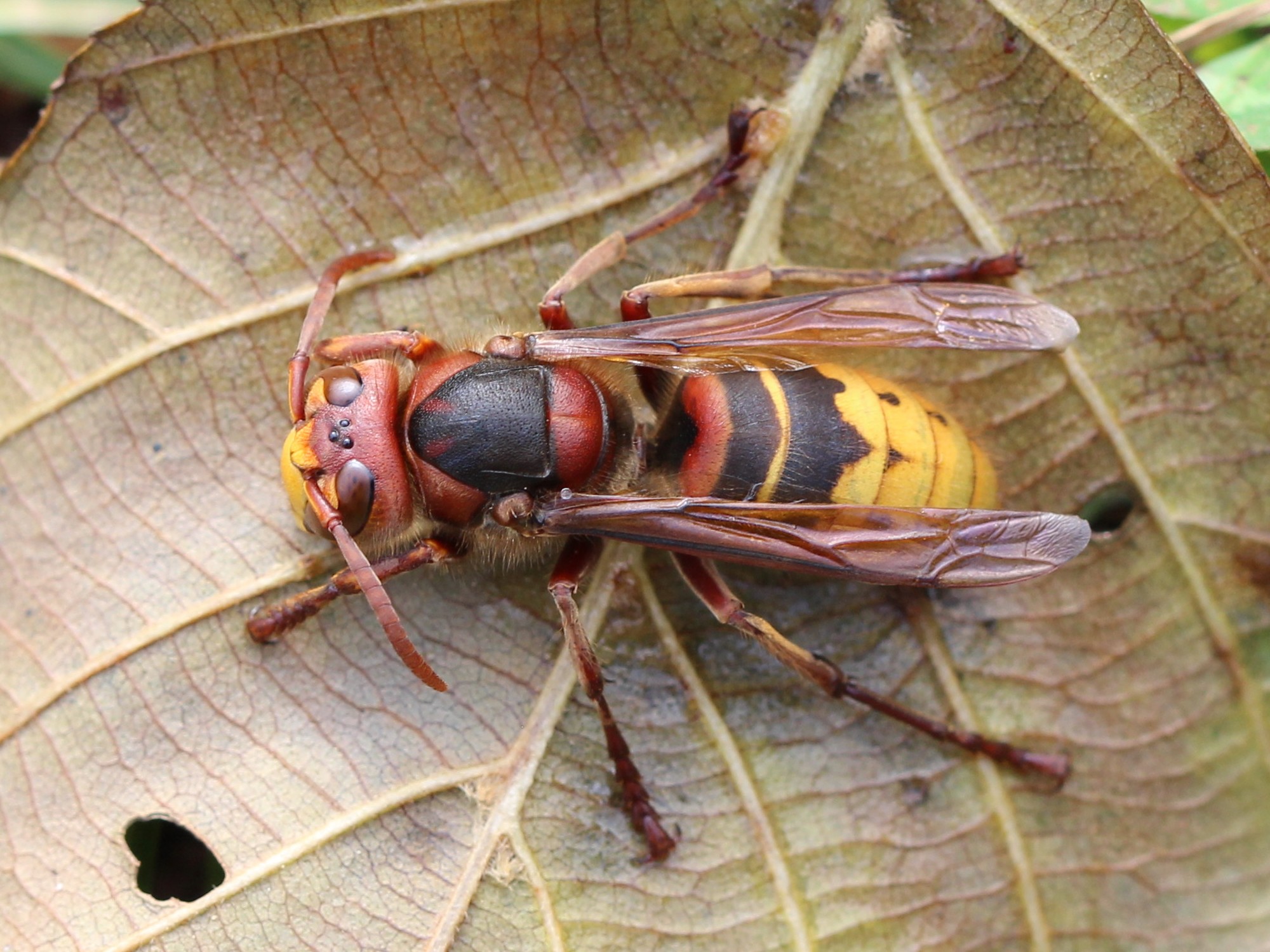 Hornets and Their Ultrasonic Warning Calls (image credits: wikimedia)