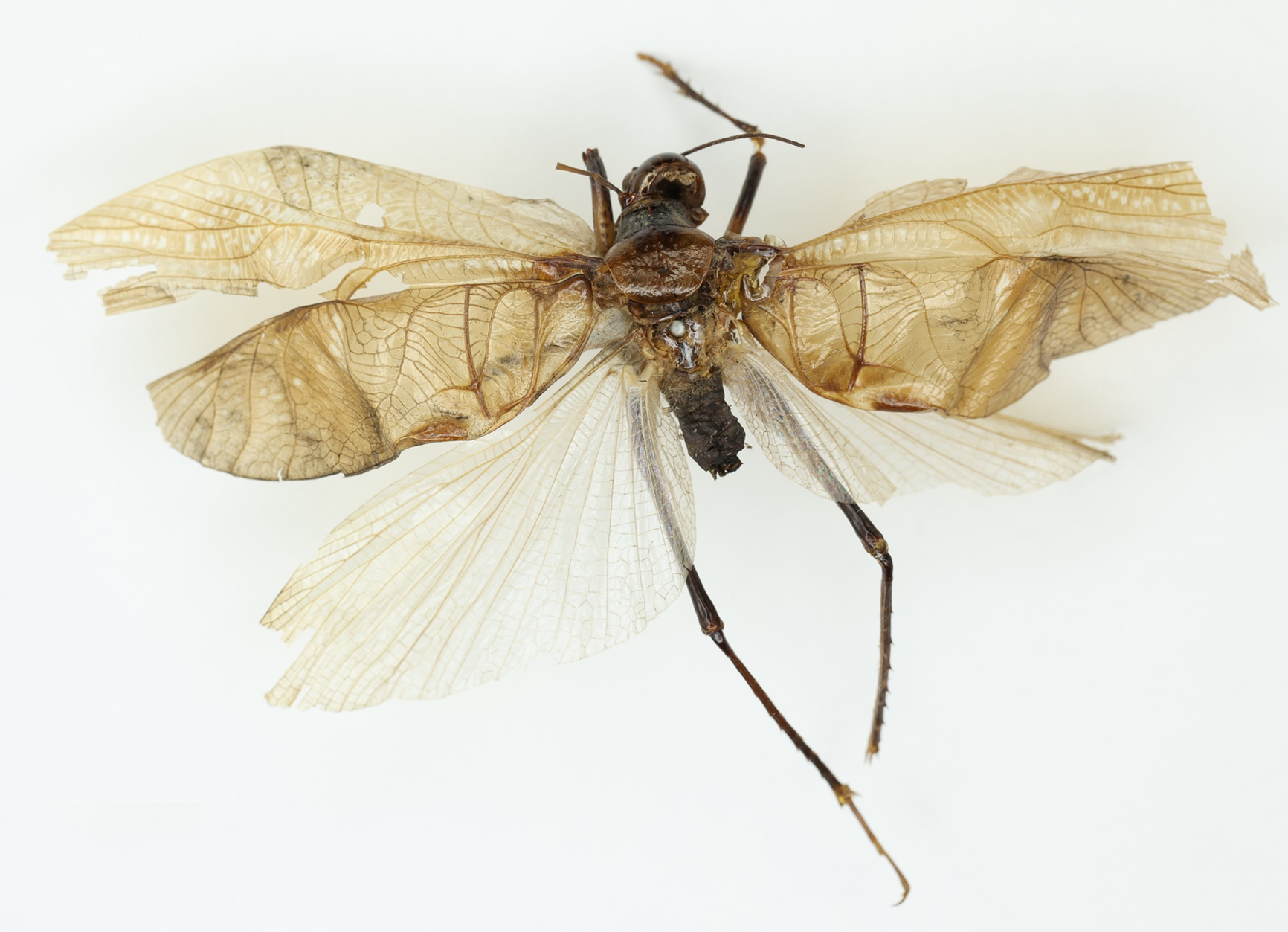 Death's Head Hawkmoths and Their Vocal Mimicry (image credits: wikimedia)