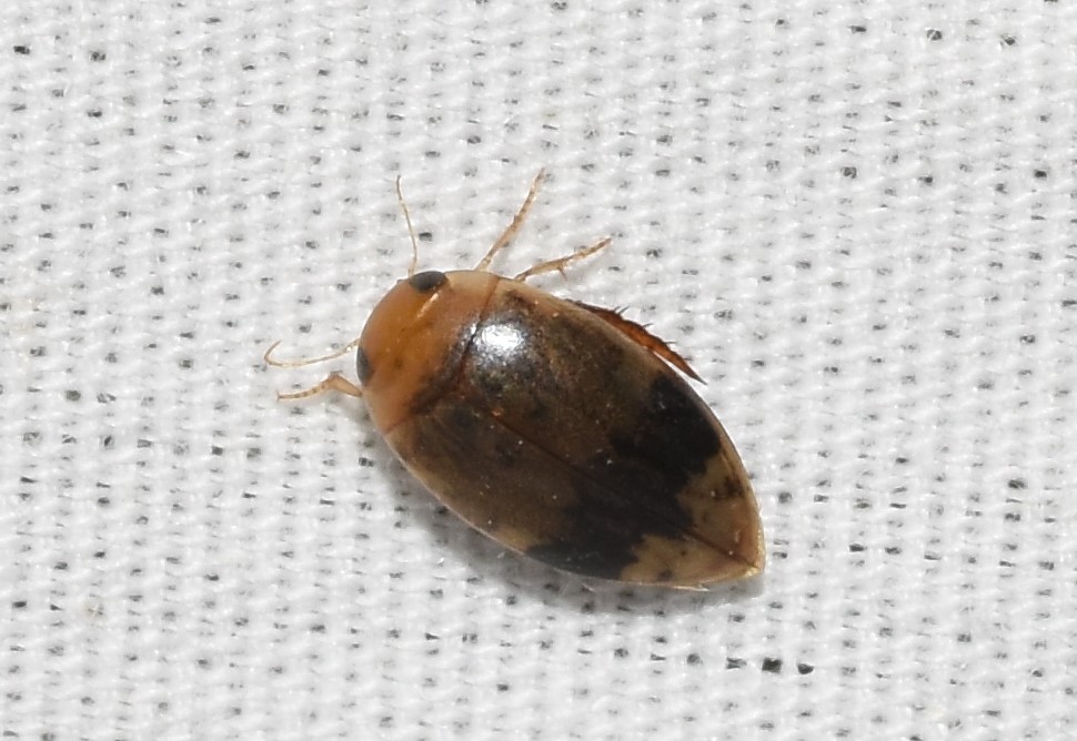 Diving Beetles and Their Underwater Sound Systems (image credits: wikimedia)