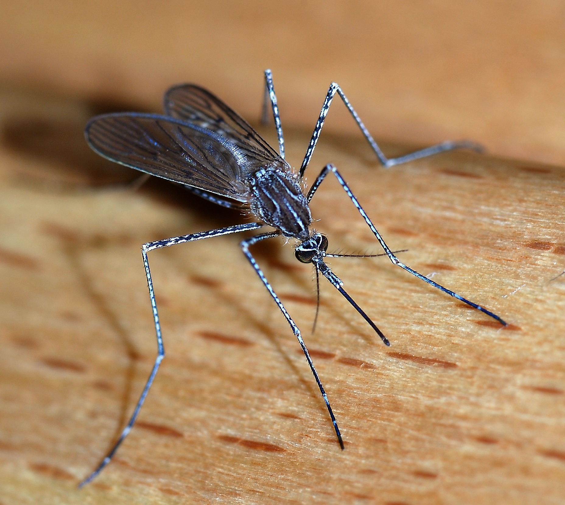 The Deadly Reality of Mosquito-Borne Diseases (image credits: wikimedia)