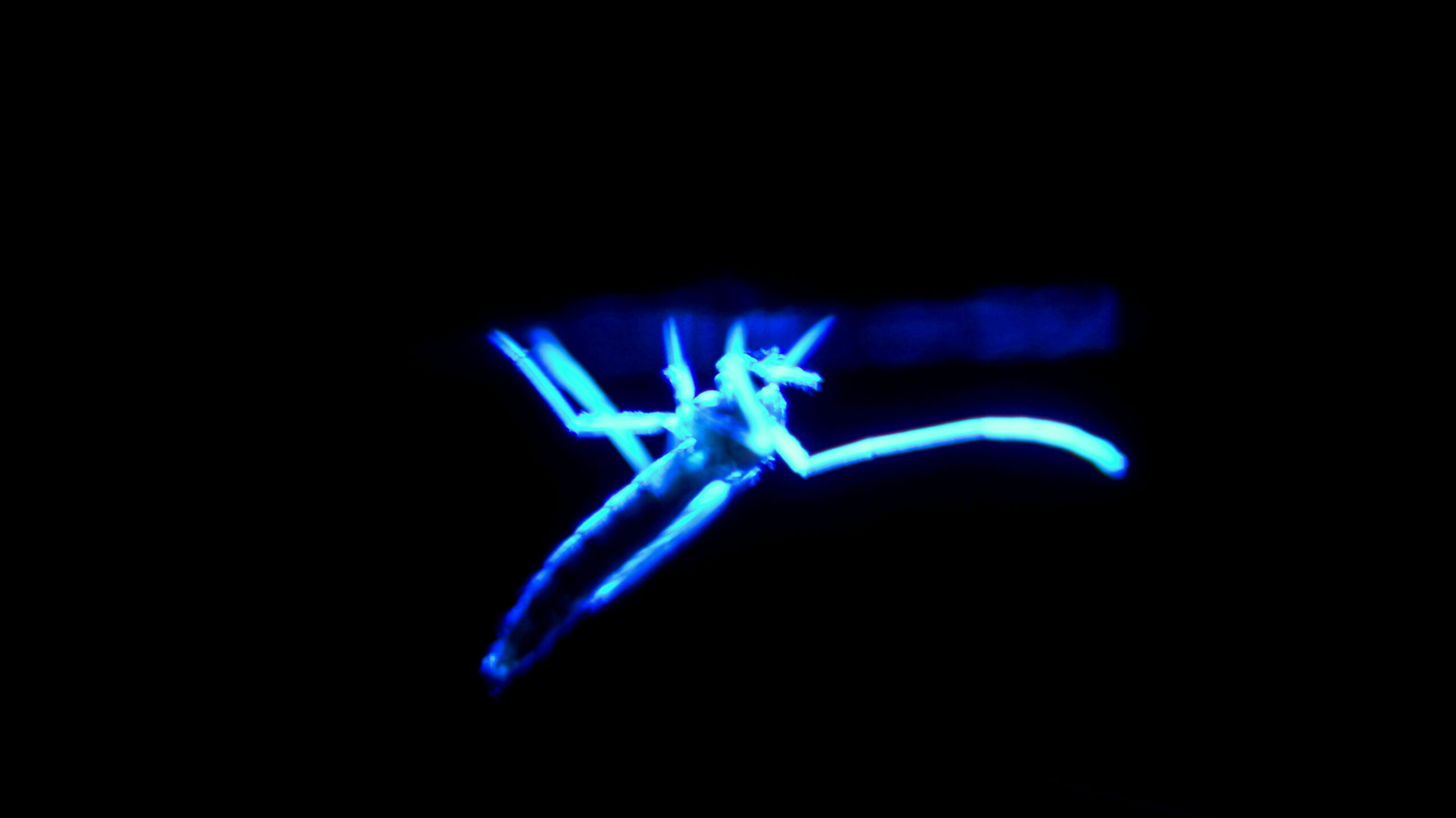 Creating Mosquitoes That Glow When Infected (image credits: wikimedia)