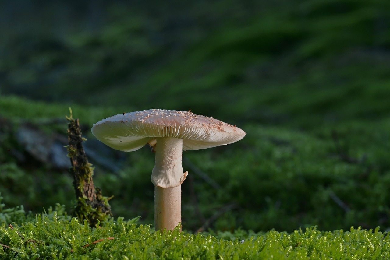 Garden Maintenance and Pest Control (image credits: pixabay)