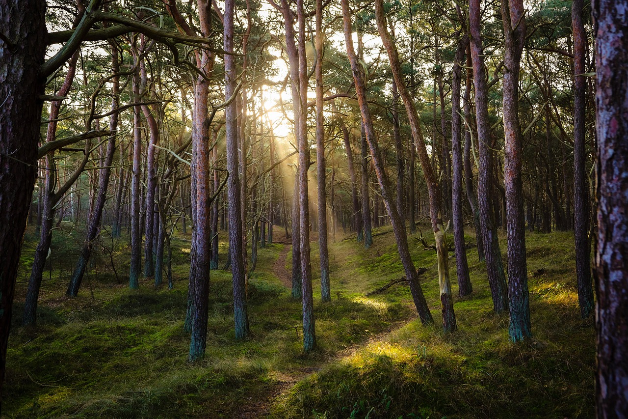 The Threats Facing These Living Lights (image credits: pixabay)