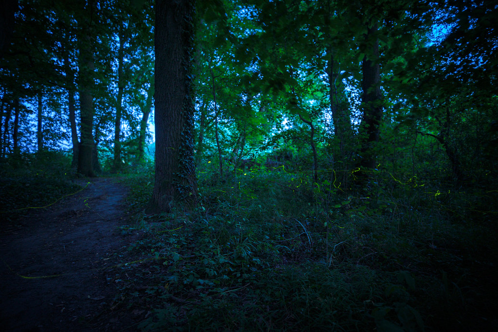 The Ecosystem Impact of Glowworm Populations (image credits: flickr)