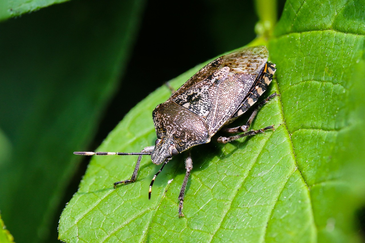 Why Dead Bodies Make Perfect Armor (image credits: pixabay)