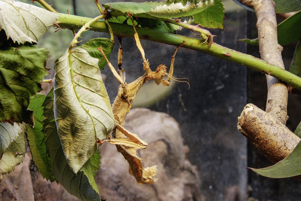 The Chemistry of Deception (image credits: pixabay)