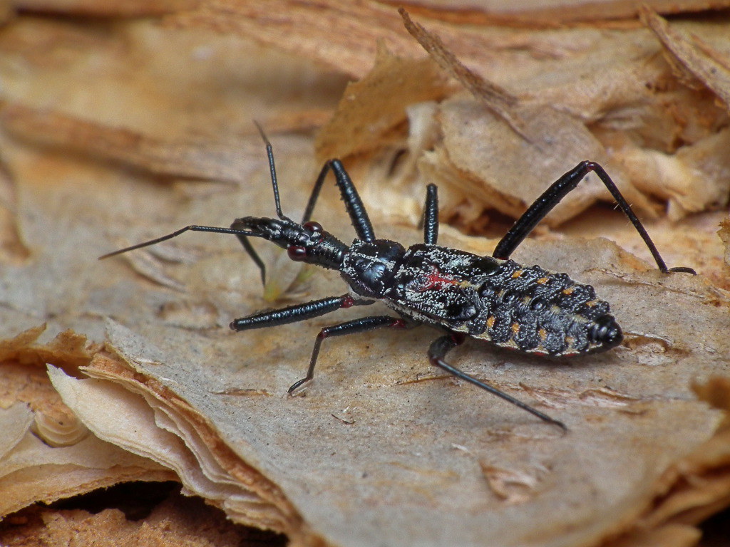 From Egg to Executioner (image credits: flickr)