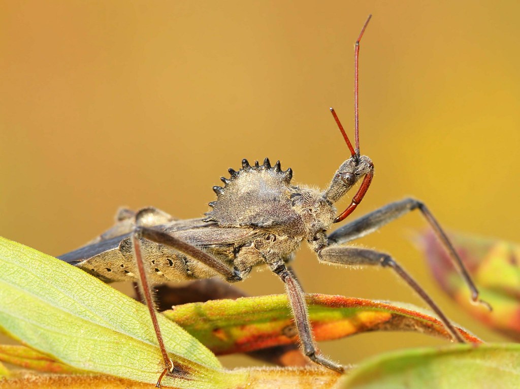 Predator Becomes Prey (image credits: flickr)