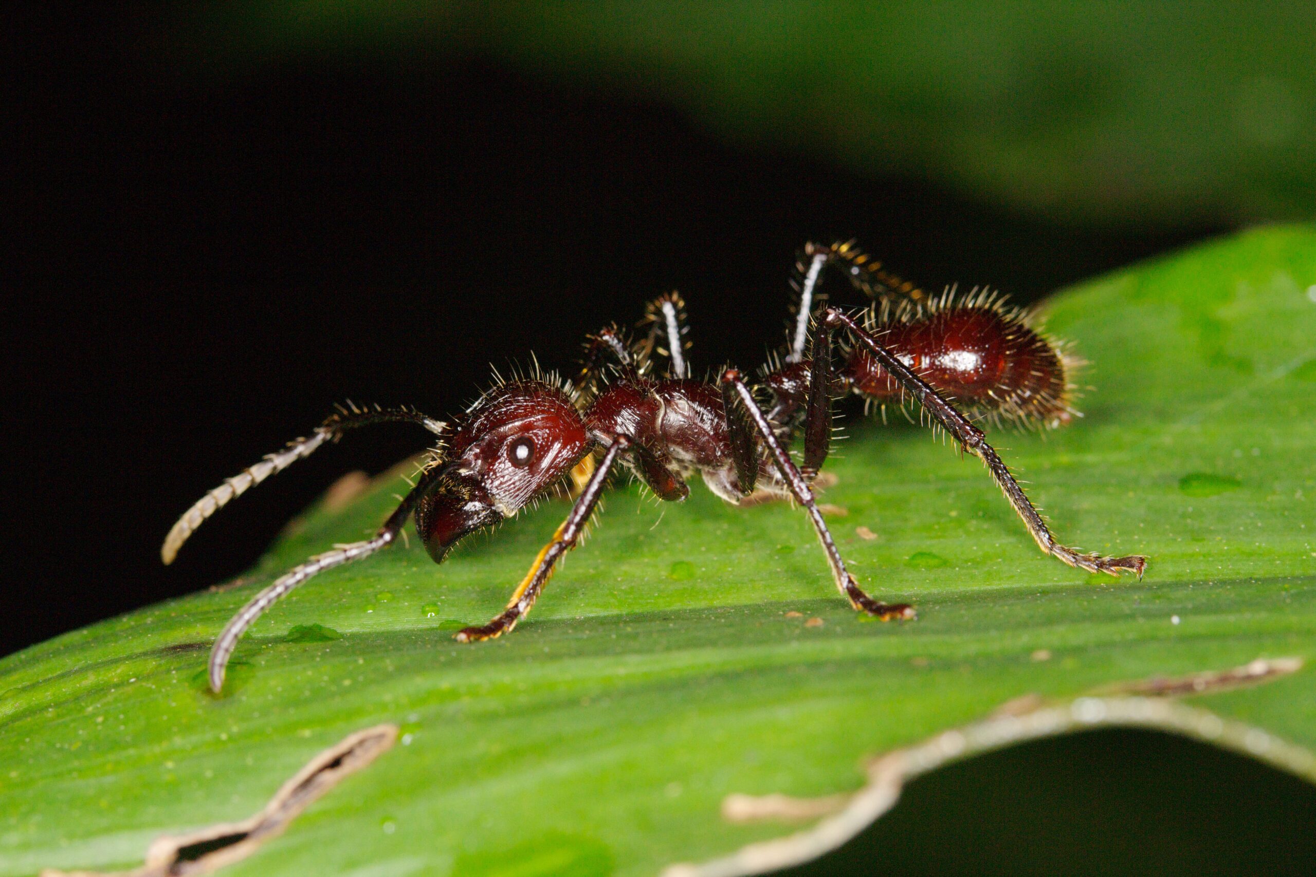 Bullet Ants - The Pain Dealers (image credits: wikimedia)