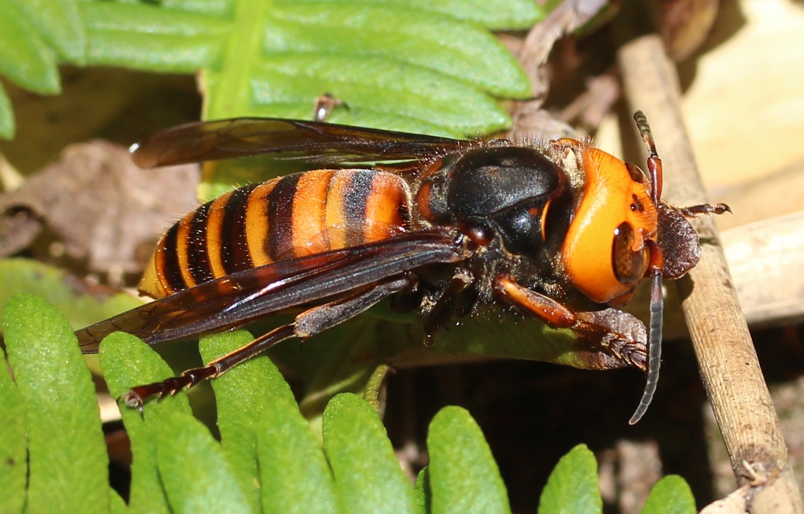 Japanese Giant Hornets - The Flying Destroyers (image credits: wikimedia)