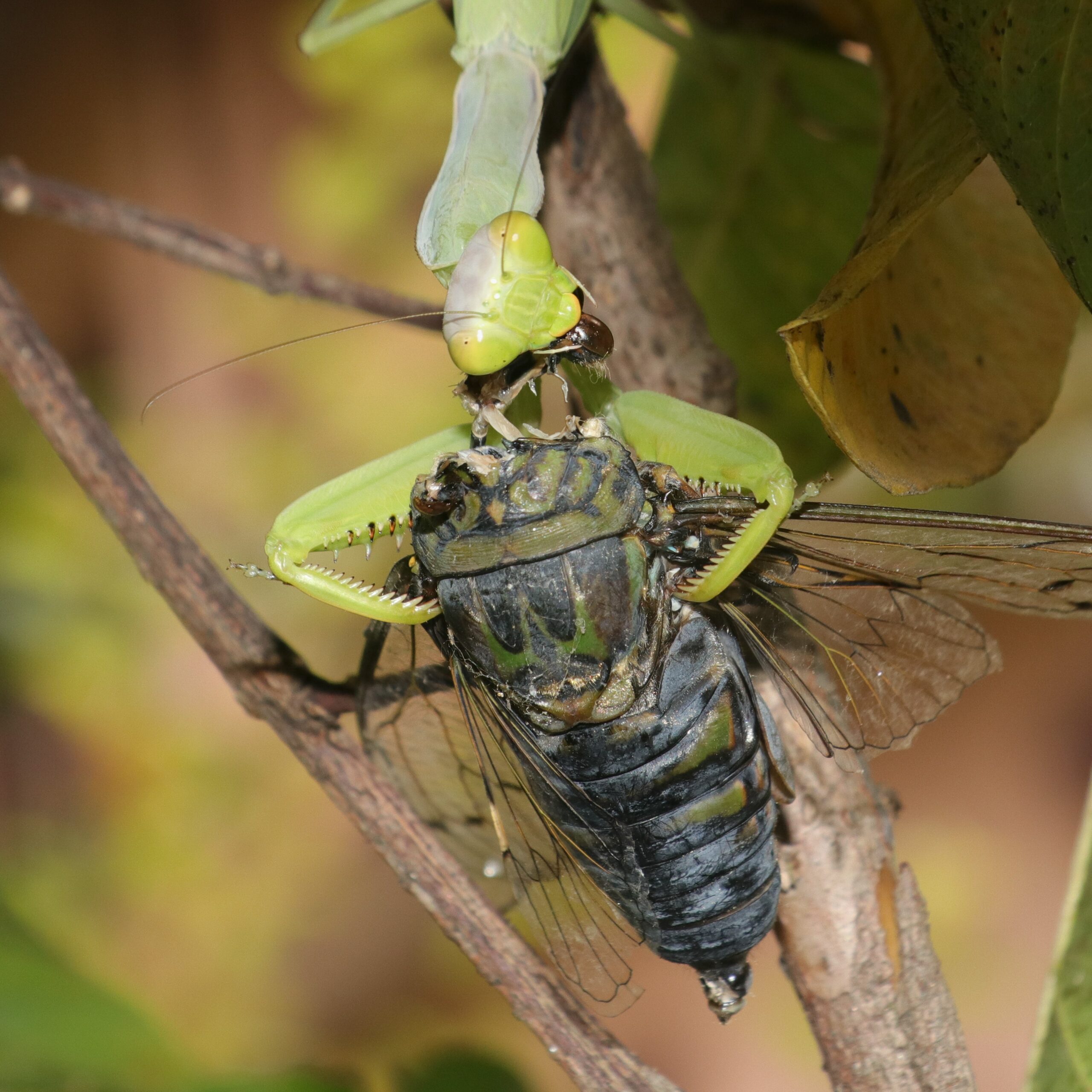 Praying Mantis - The Silent Assassin (image credits: wikimedia)