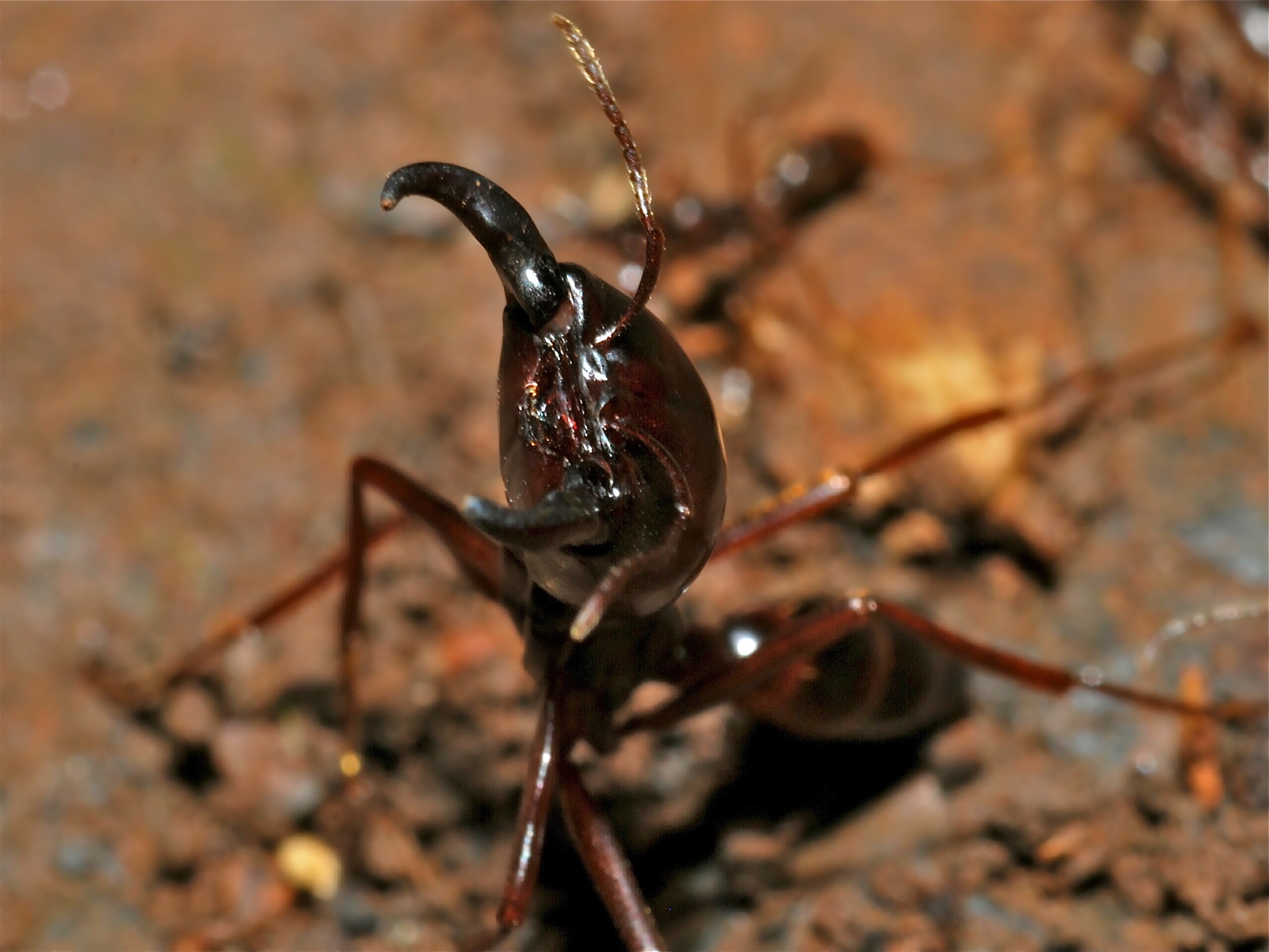 Driver Ants - The Unstoppable Army (image credits: wikimedia)