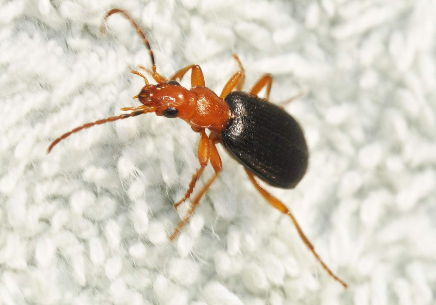 Bombardier Beetles - The Chemical Warfare Specialists (image credits: wikimedia)