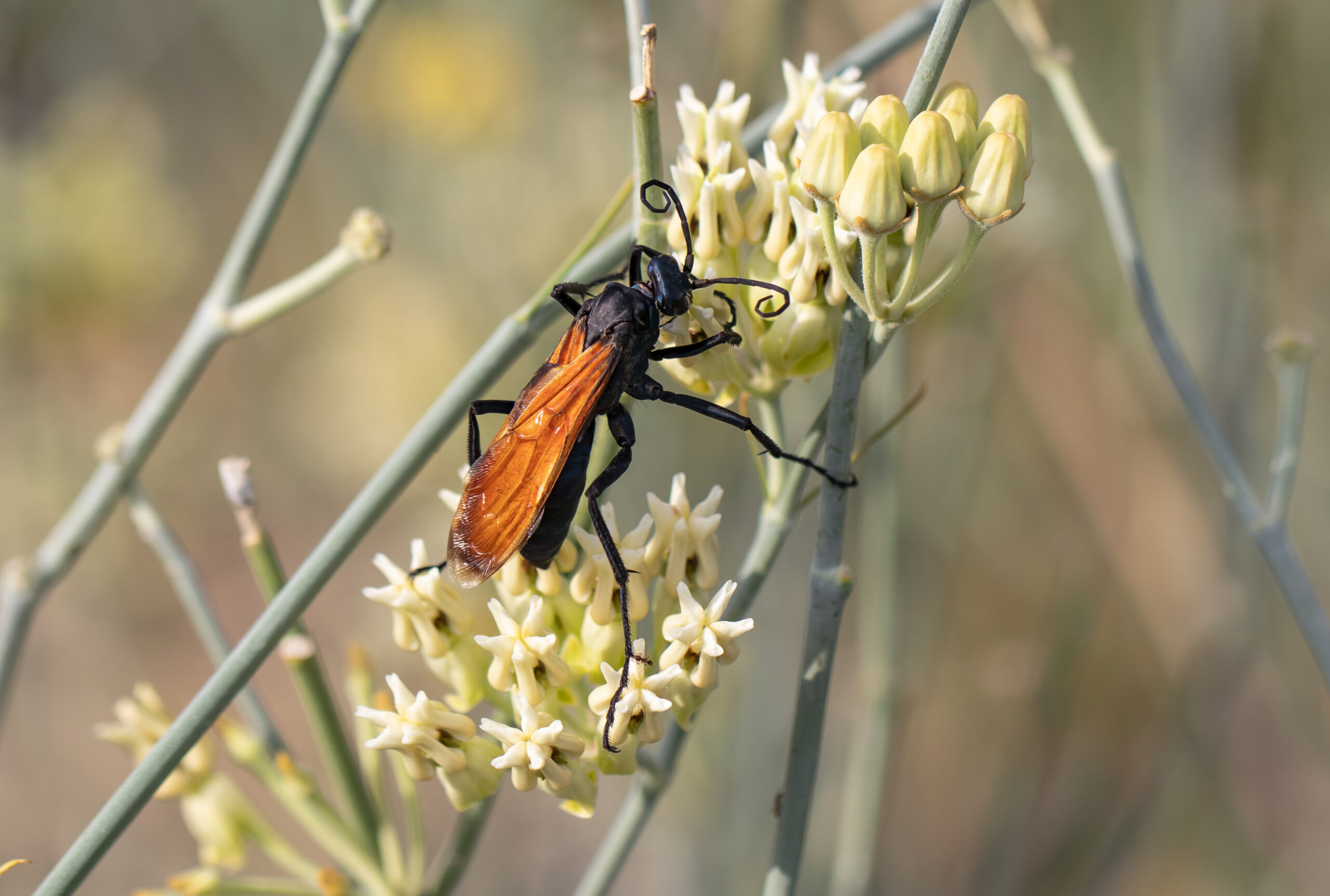 Tarantula Hawks - The Zombie Makers (image credits: wikimedia)