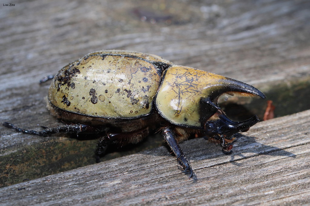 Hercules Beetles - The Strongmen (image credits: flickr)
