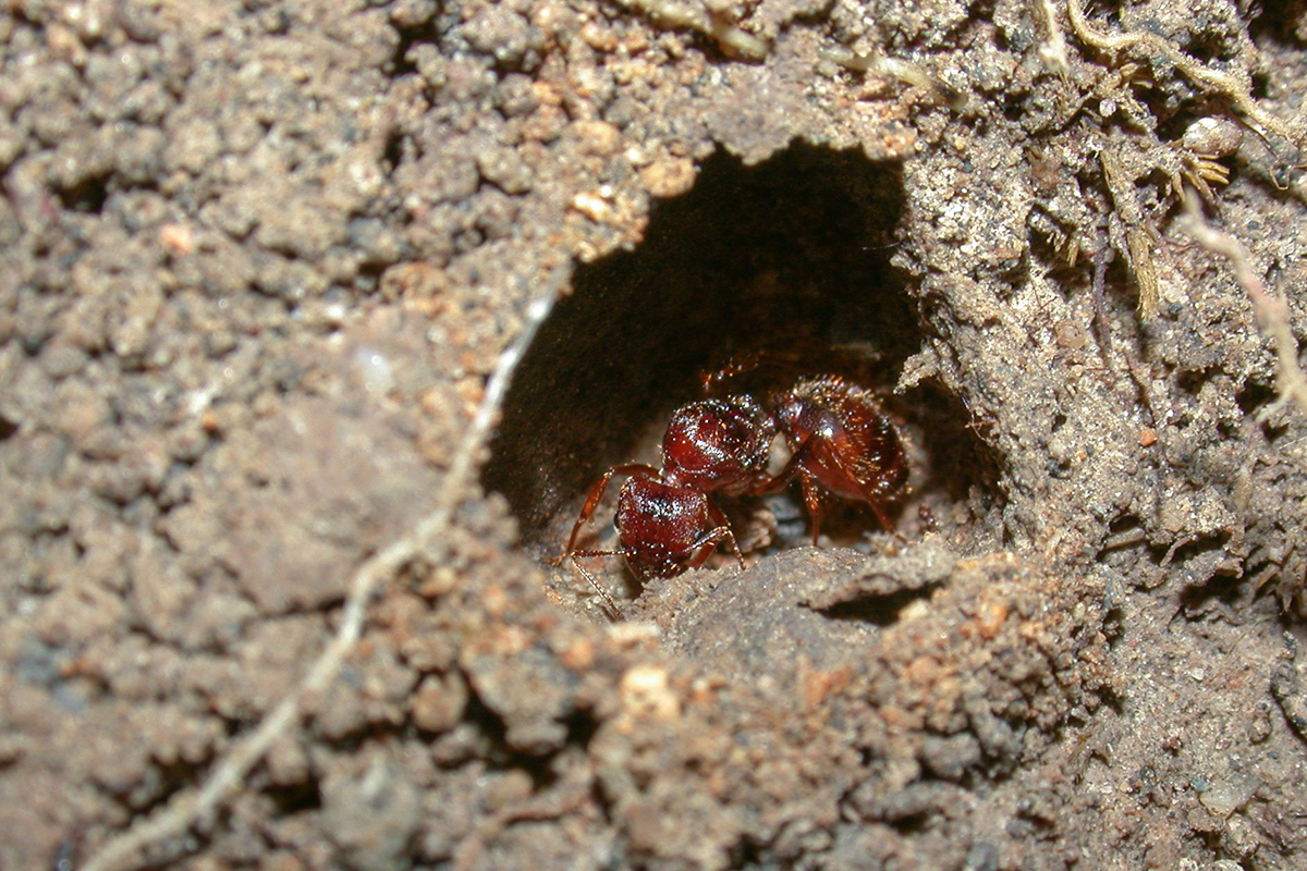 Underground Cemeteries and Waste Management (image credits: wikimedia)
